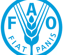 FAO Representative in Tanzania at FAO January 2026