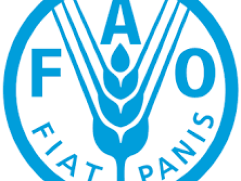 FAO Representative in Tanzania at FAO January 2026