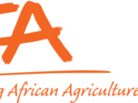 Field Assistant – 3 positions Mwanza, Geita at IITA February 2026